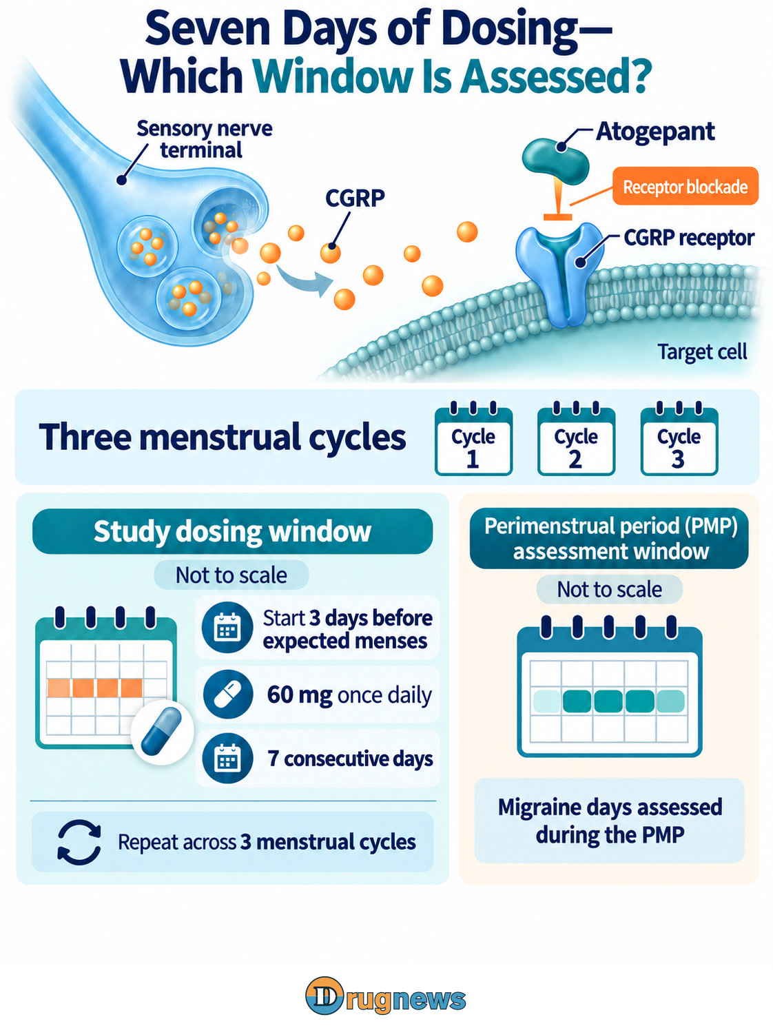 Atogepant blockade of the CGRP receptor is shown above separate, non-scale descriptions of seven-day dosing scheduled from anticipated menstruation and PMP assessment defined relative to menstrual onset. The two do not share a proportional timeline.