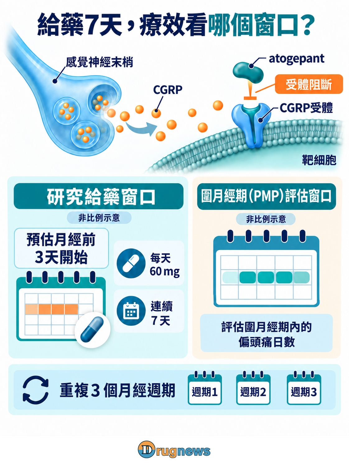 上方為atogepant阻斷CGRP受體的功能示意;下方將依預估月經安排的七天給藥與依月經開始界定的PMP評估分開列出,兩者不共用比例時間軸。