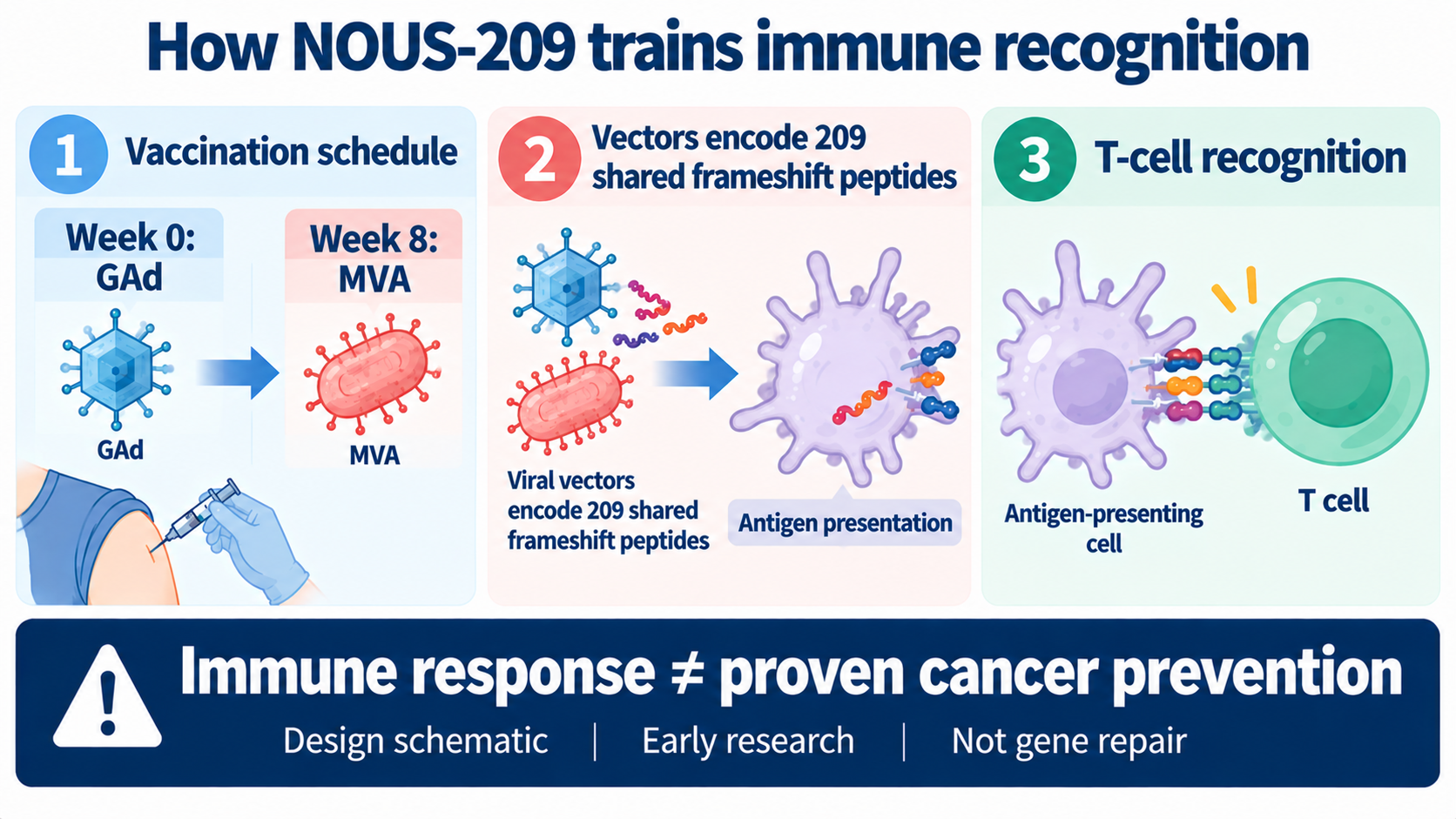 Figure 2 schematic: NOUS-209 uses a GAd prime and MVA boost to deliver 209 shared frameshift peptides and induce T-cell recognition of MSI-related abnormal cells; it is not mRNA and not gene repair.