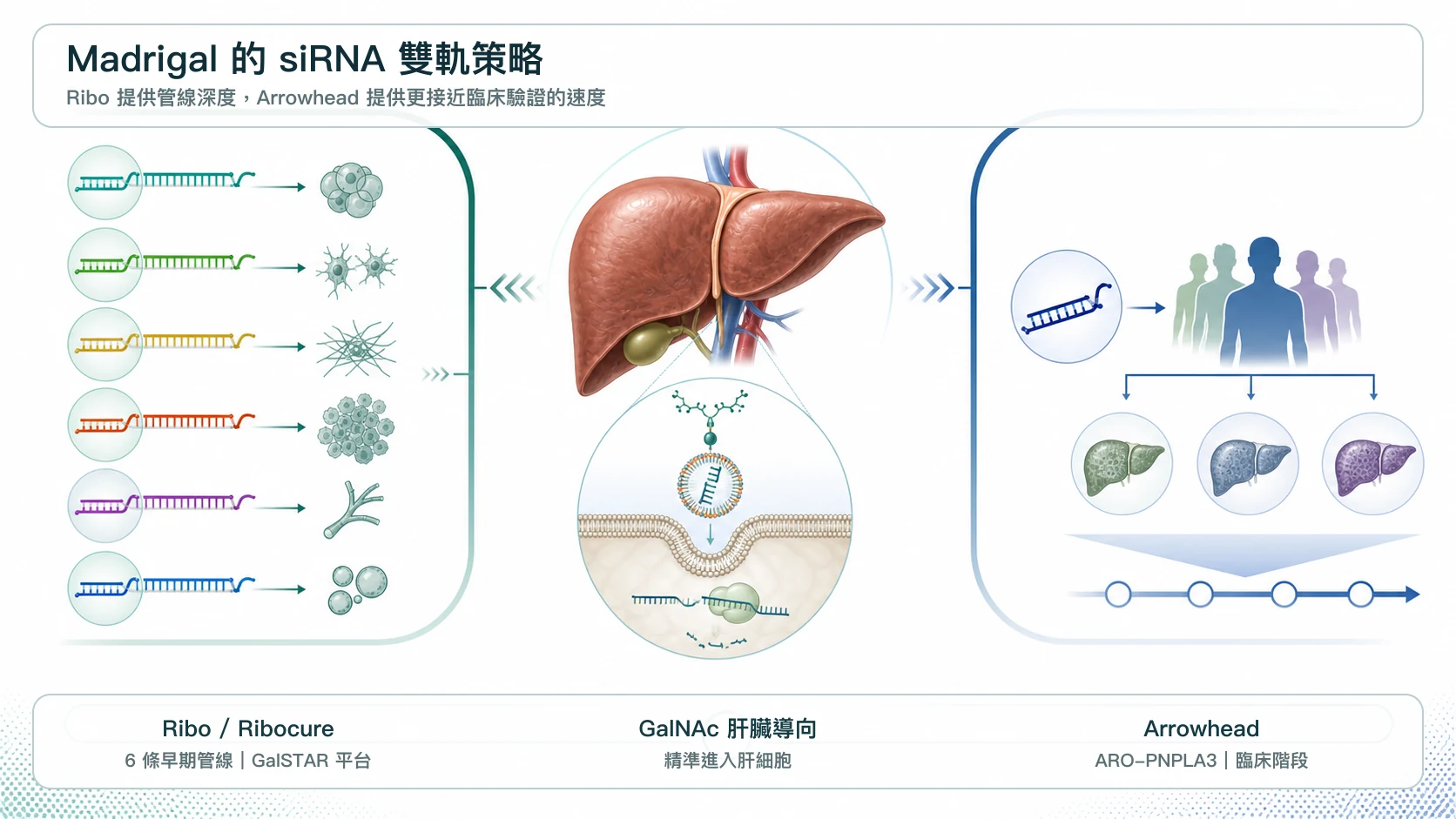 Madrigal 以 Ribo 六條早期 siRNA 管線與 Arrowhead 臨床階段 ARO-PNPLA3 建立雙軌策略