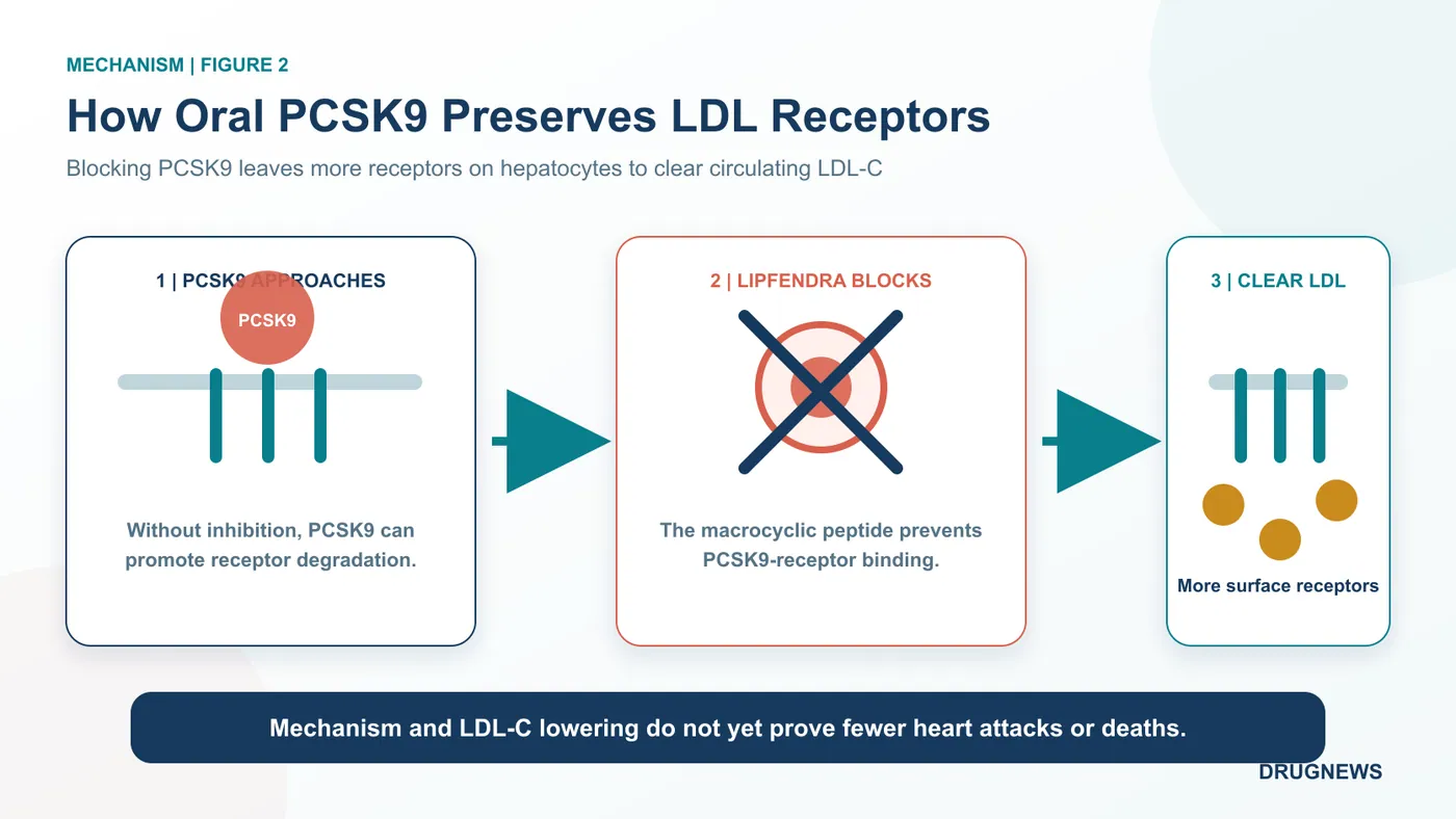 Figure 2 | Lipfendra blocks PCSK9 from binding the LDL receptor, preserving receptors on the liver-cell surface