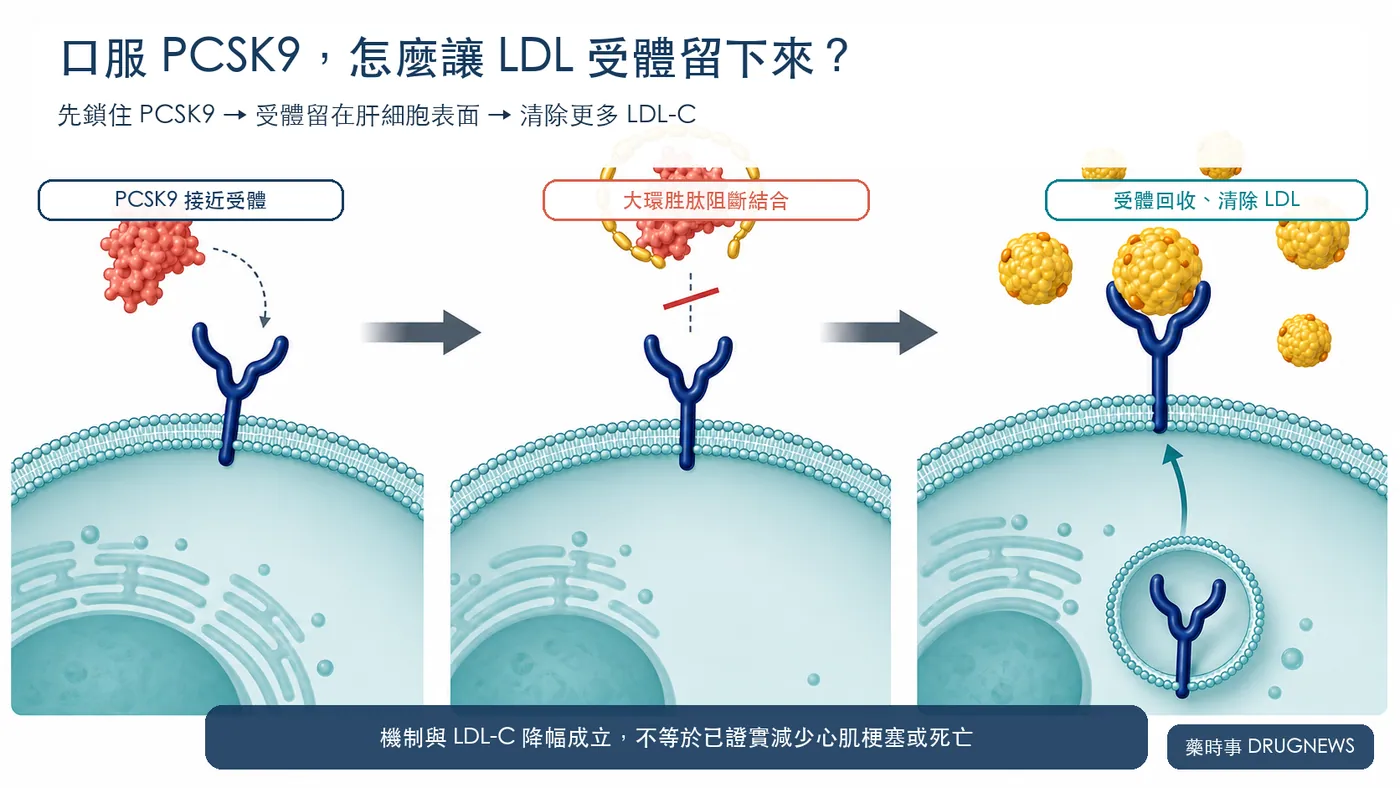 圖 2|Lipfendra 阻止 PCSK9 與 LDL 受體結合,讓受體留在肝細胞表面清除更多 LDL-C