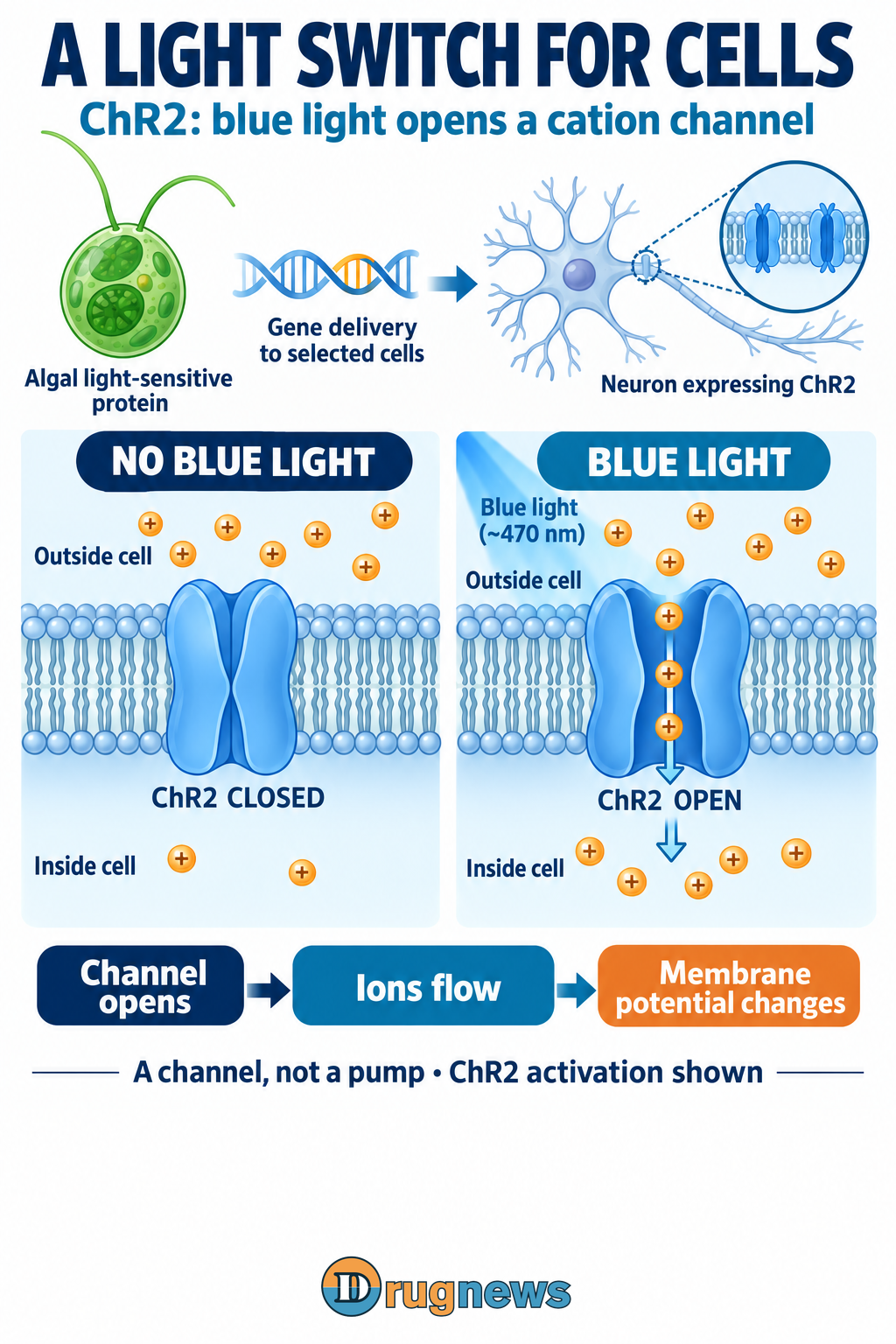 ChR2 light-gated cation flow changes membrane potential; not pumping.