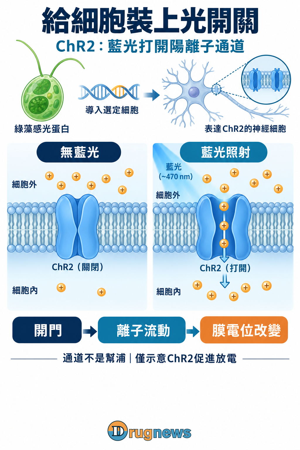 ChR2藍光開通道與膜電位；不是泵浦或一般手電筒療法。