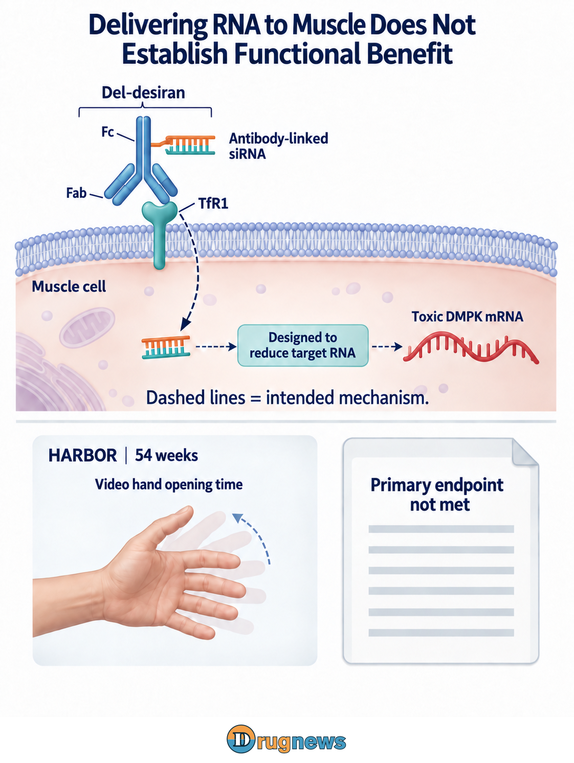 In the upper tier, a soluble antibody carrying siRNA approaches extracellular TfR1 on a muscle-cell membrane through a Fab end, with its Fc directed away from the membrane. Inside the cell, dashed arrows connect a separate siRNA schematic through a node labeled “Designed to reduce target RNA” to a continuous red strand labeled “Toxic DMPK mRNA”; the dashed lines denote the intended mechanism. A separate lower tier shows hand-function measurement and a study record for the 54-week HARBOR trial, labeled “Primary endpoint not met.”