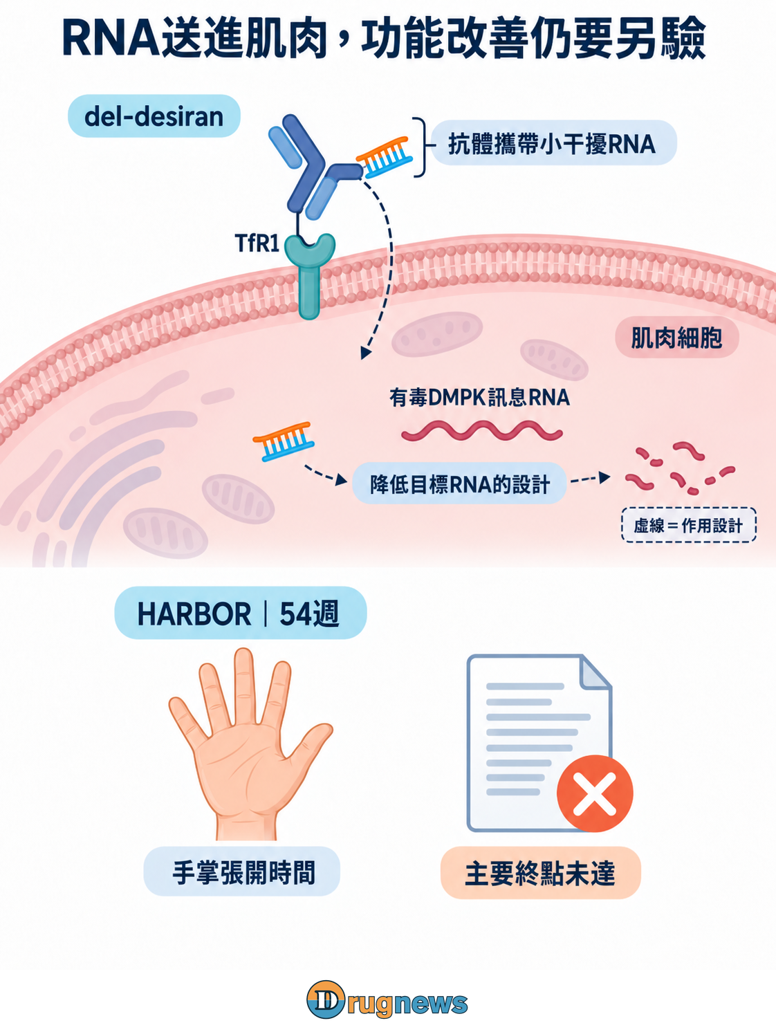 上半的可溶性抗體攜帶小干擾RNA，一個Fab末端接近肌肉細胞膜上TfR1的胞外端，Fc朝向膜外空間。胞內小干擾RNA與有毒DMPK訊息RNA分開，經中性機制節點連到RNA片段；虛線表示作用設計。下半另以手部量測與研究文件呈現54週HARBOR及主要終點未達。