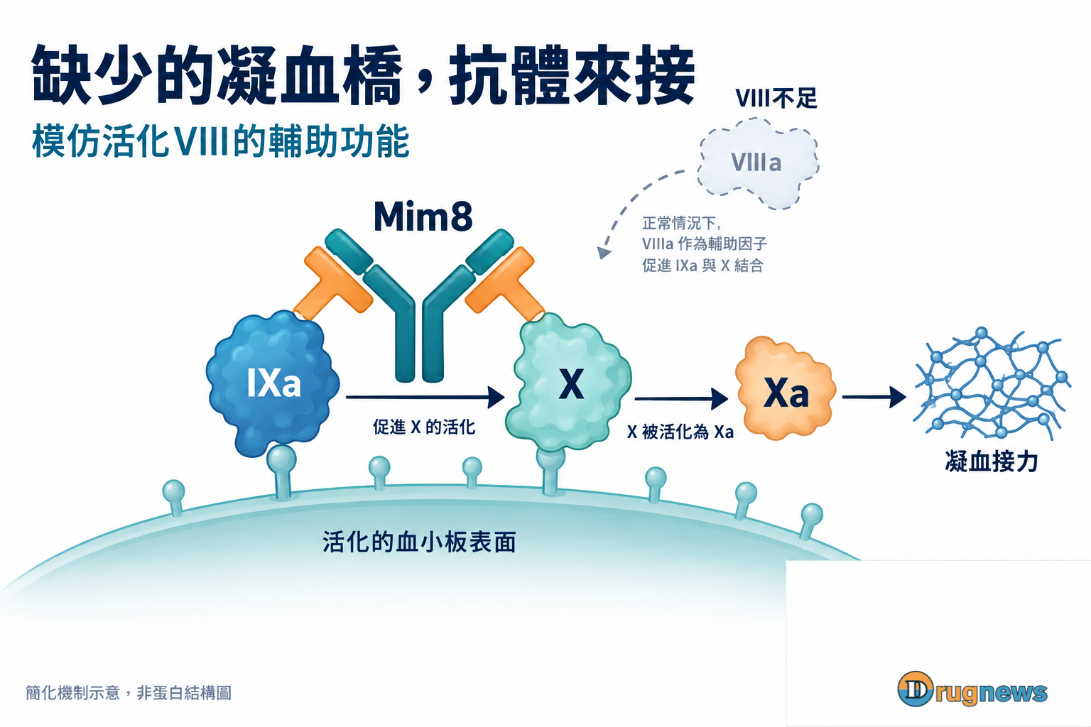 Mim8雙特異性抗體在活化血小板表面接住IXa與X，協助X活化成Xa的簡化機制