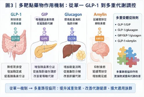 Facebook 原圖:減重藥「第三名」爭奪戰:禮來 與 諾和諾德 之外,誰能成為下一個代謝巨頭?(圖 3)