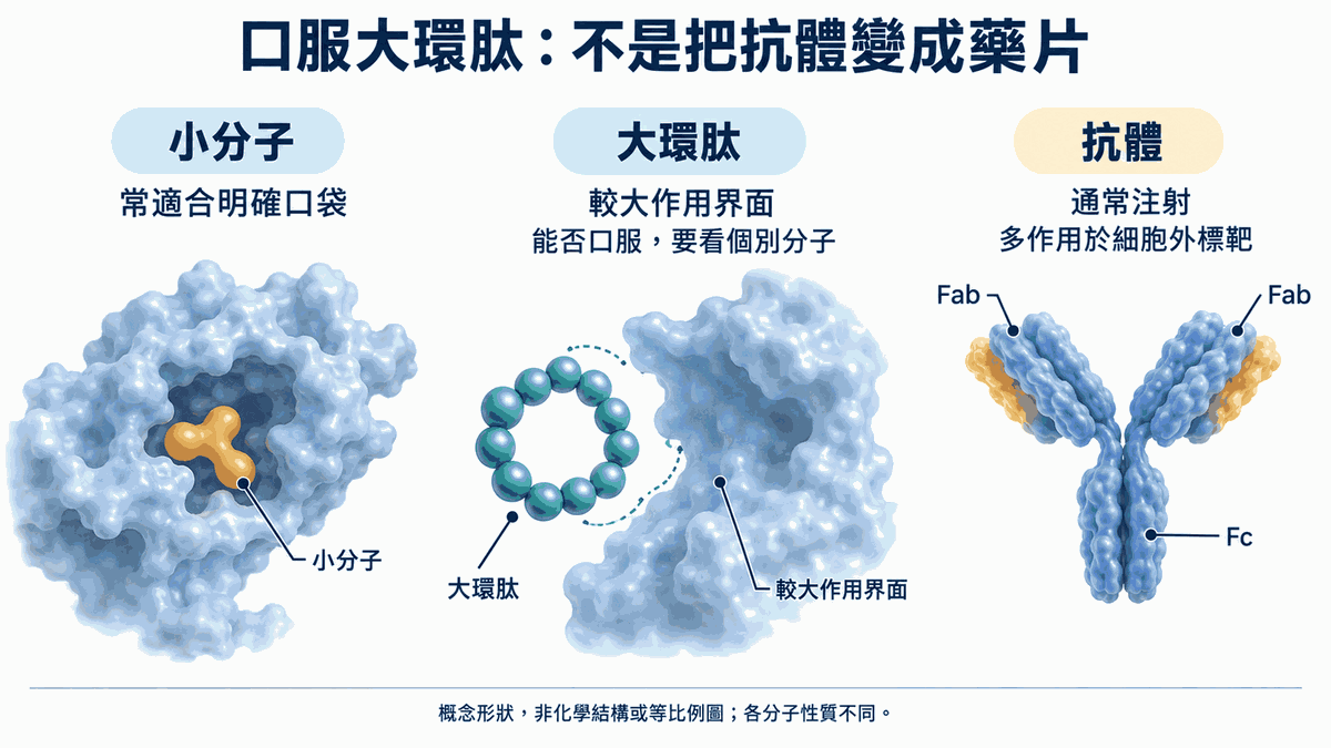 小分子、閉環肽與未結合抗原的抗體之概念比較;抗體兩臂標示 Fab,下方柄部為 Fc。