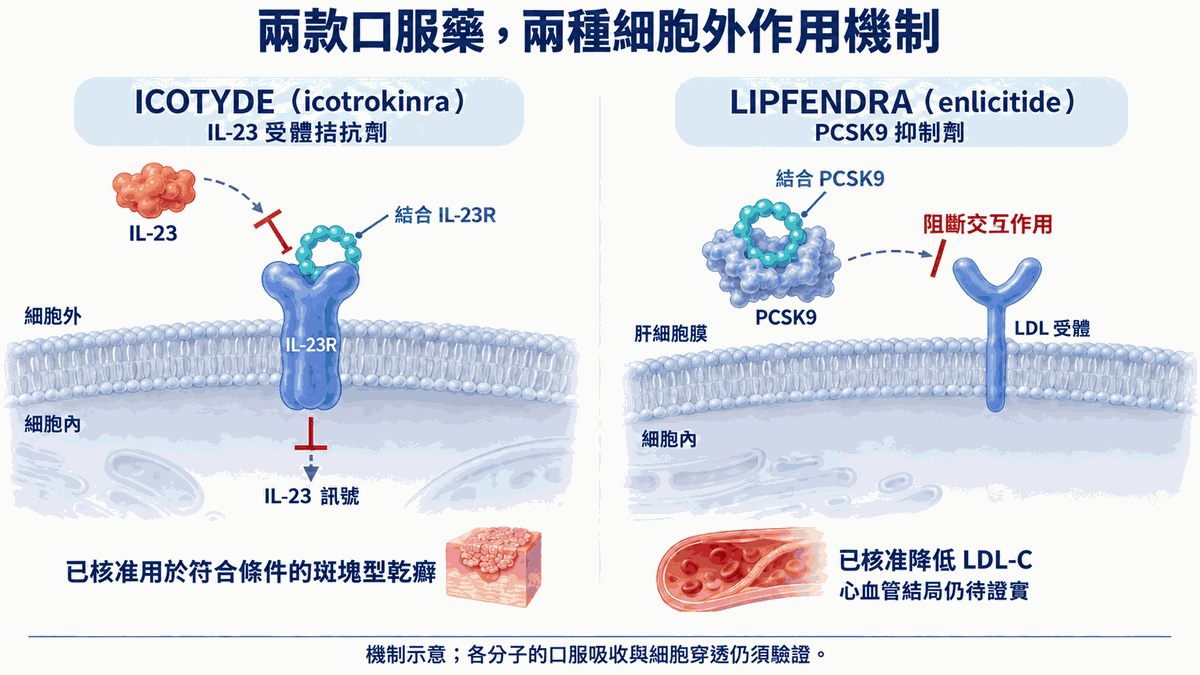 ICOTYDE 在細胞外側結合跨膜 IL-23 受體;LIPFENDRA 結合游離 PCSK9,阻斷其與肝細胞 LDL 受體交互作用。