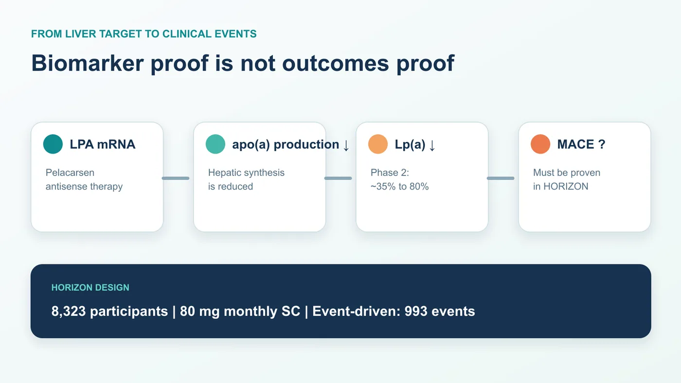 Pelacarsen reduces apo(a) production and Lp(a), while the connection to fewer cardiovascular events remains to be proven