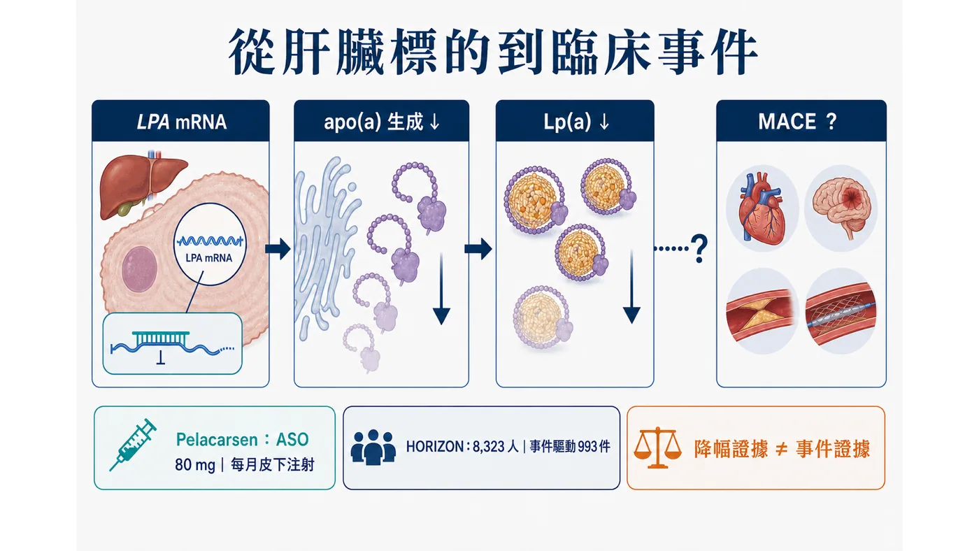 Pelacarsen 從肝臟 LPA mRNA、apo(a) 生成到 Lp(a) 下降的作用鏈,臨床事件端仍待 HORIZON 驗證