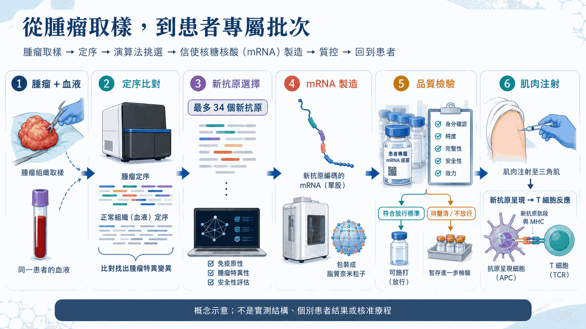 腫瘤與血液取樣、定序、新抗原選擇、mRNA 製造、品質檢驗與肌肉注射的六步概念流程。
