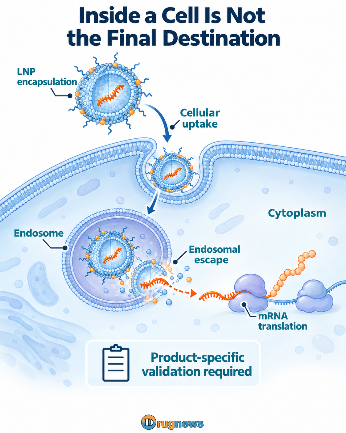 Development schematic of LNP encapsulation, cellular uptake, endosomal release and mRNA translation
