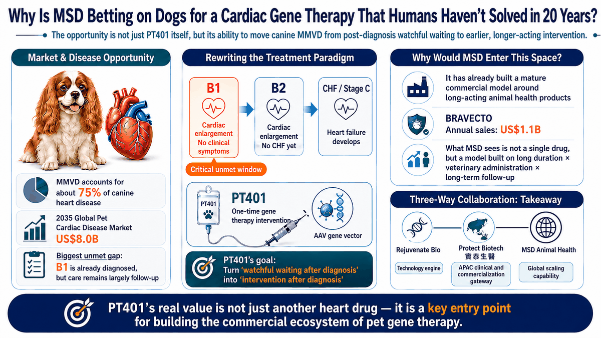 The Stage B1 treatment gap in canine MMVD and the relationships among PT401, Rejuvenate Bio and MSD
