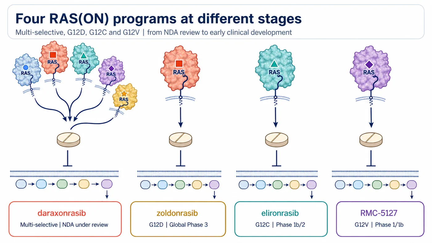 Figure 1 | The four RAS(ON) programs span multi-selective, G12D, G12C and G12V strategies, with maturity ranging from NDA review to early clinical development