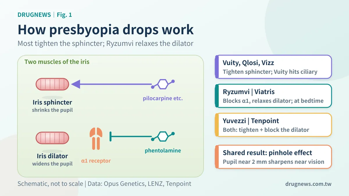 How presbyopia drops work: most tighten the iris sphincter, Ryzumvi relaxes the dilator