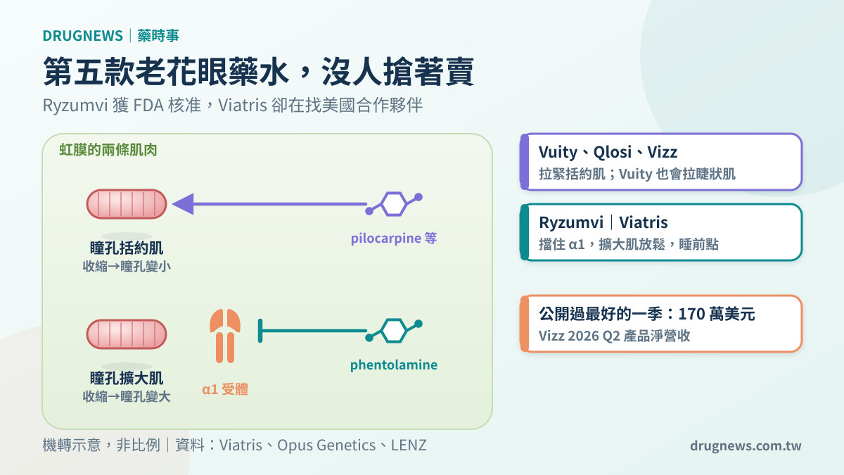 老花眼藥水機制圖:pilocarpine 等藥拉緊瞳孔括約肌,Ryzumvi(phentolamine)擋住 α1 受體放鬆擴大肌