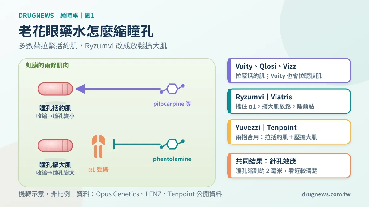 老花眼藥水的作用機制：多數藥拉緊瞳孔括約肌，Ryzumvi 放鬆擴大肌