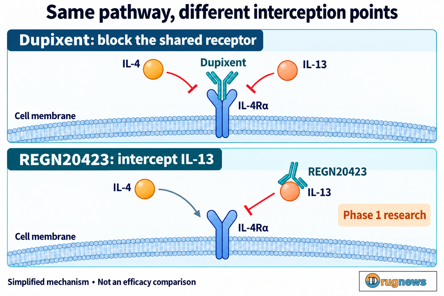 Simplified comparison of Dupixent receptor blockade and extracellular IL-13 interception by REGN20423