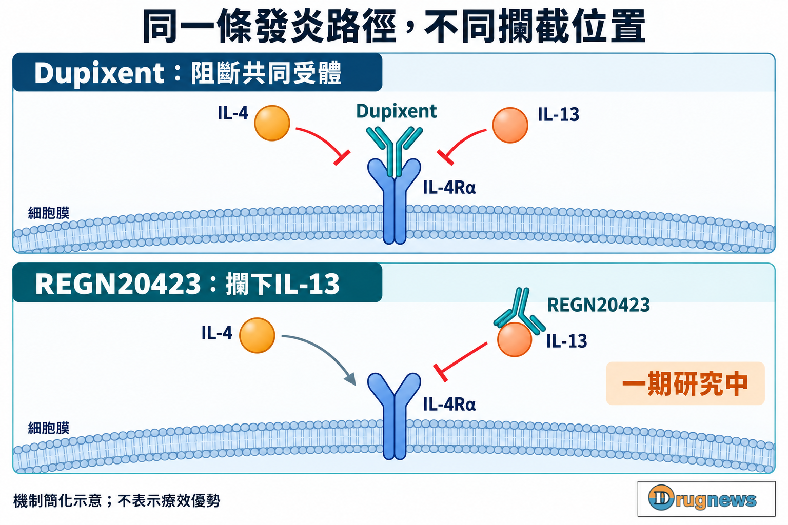 Dupixent阻斷共同受體訊號，REGN20423在細胞外攔截IL-13的簡化機制對比