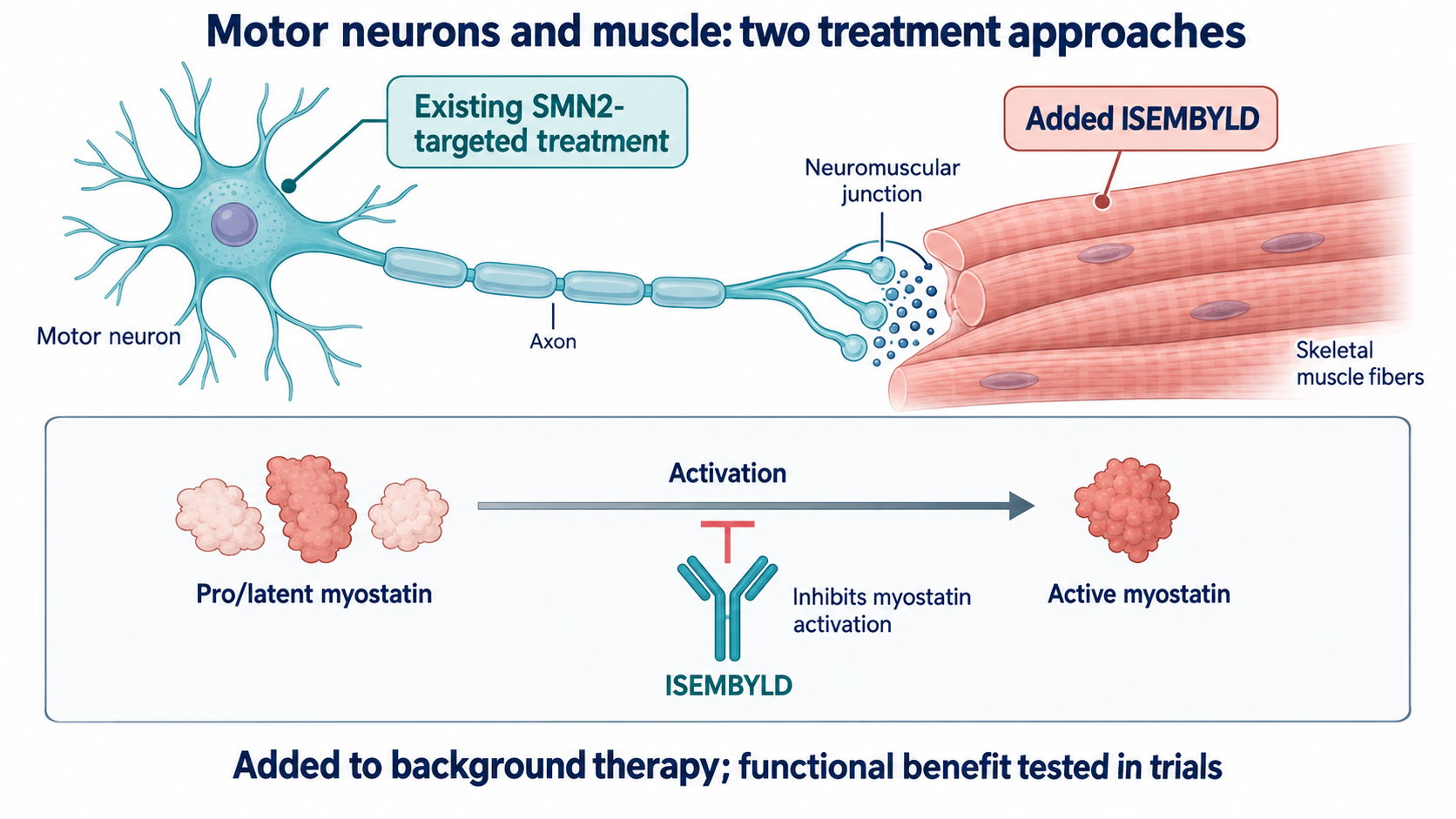 A motor neuron connects to a muscle fiber, with separate labels for SMN2 background treatment and muscle-directed ISEMBYLD. An inset depicts inhibition of myostatin activation without showing nerve regeneration or restoration to normal function.