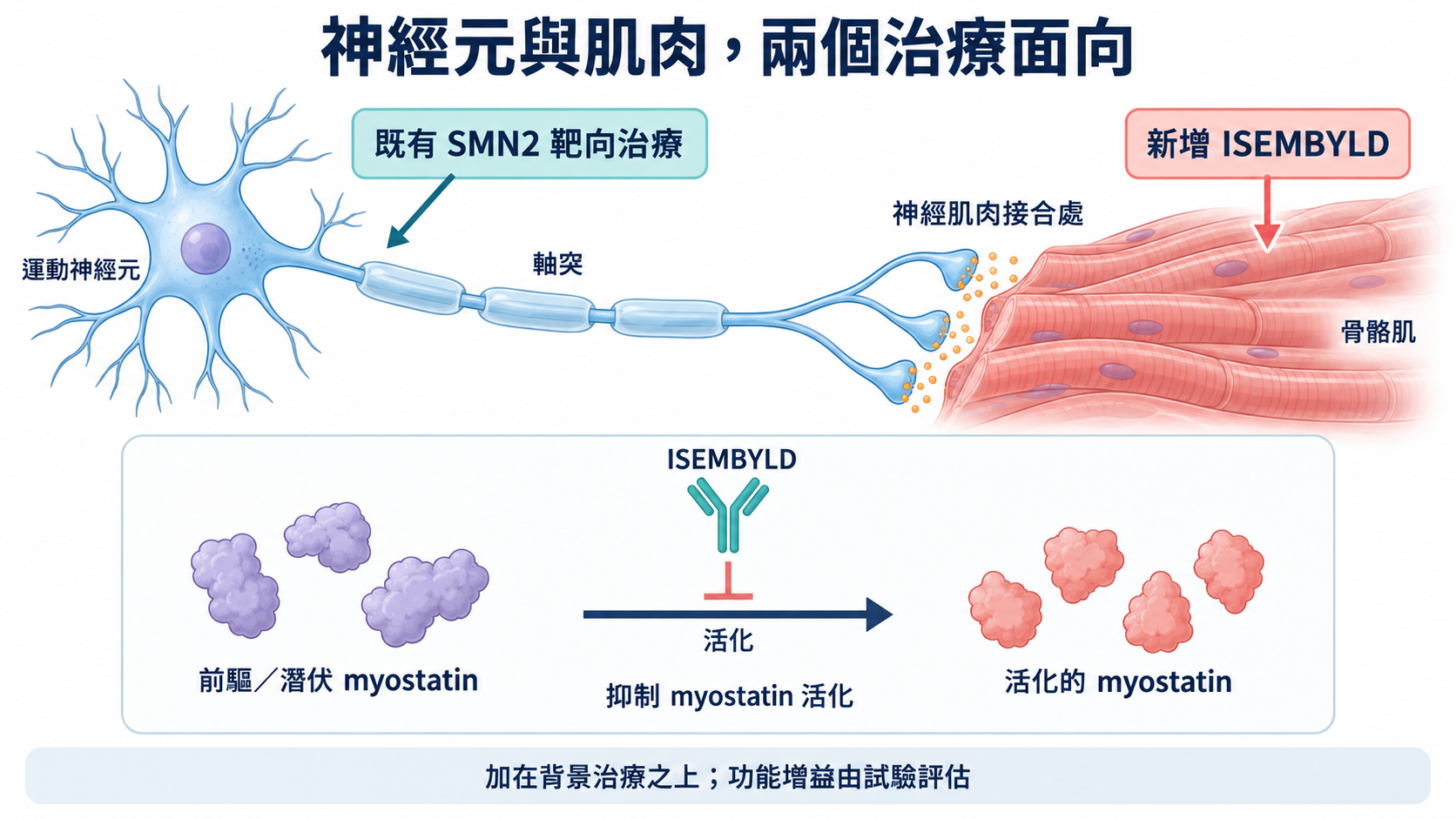 運動神經元末端與骨骼肌相接,平行標示SMN2背景治療和新增ISEMBYLD;下方抗體抑制myostatin活化箭頭,未畫神經再生。
