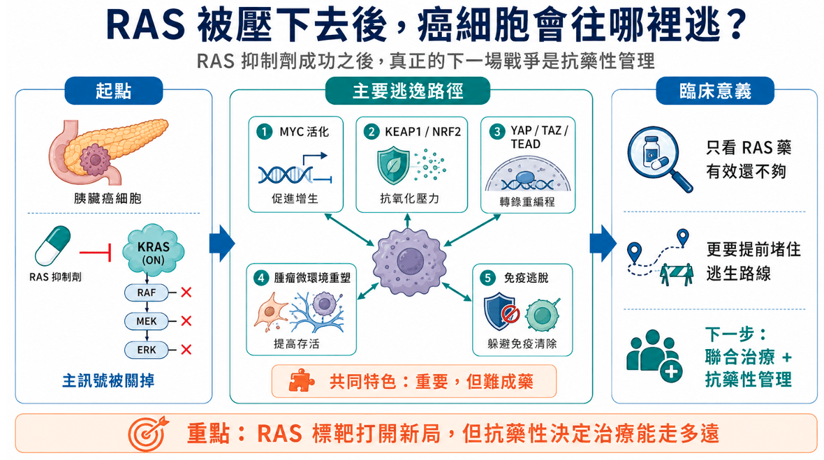 RAS 被壓下去後，癌細胞可能轉向 MYC、KEAP1 / NRF2、YAP / TAZ / TEAD、腫瘤微環境重塑與免疫逃脫路徑。