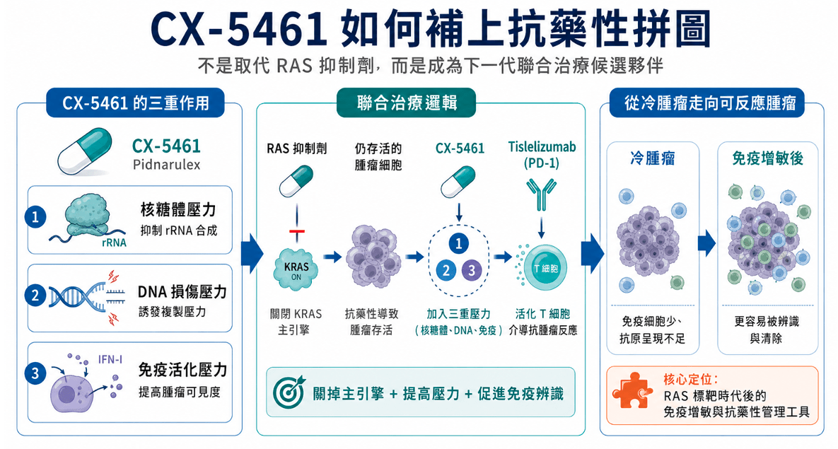 CX-5461 不是取代 RAS 抑制劑，而是透過核糖體壓力、DNA 損傷壓力與免疫活化，補上下一代聯合治療候選夥伴的拼圖。