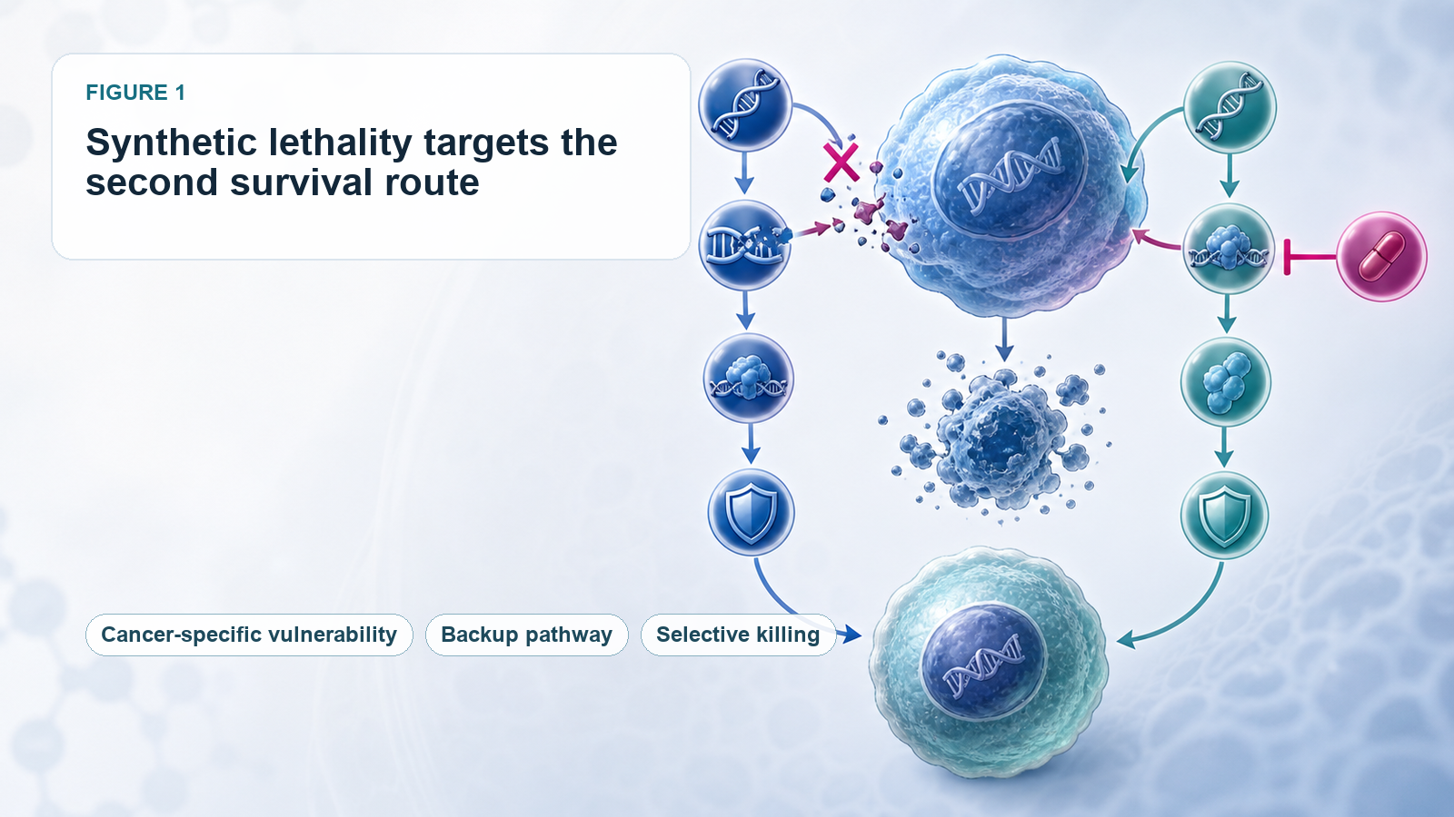 Synthetic lethality targets the second survival route of cancer cells