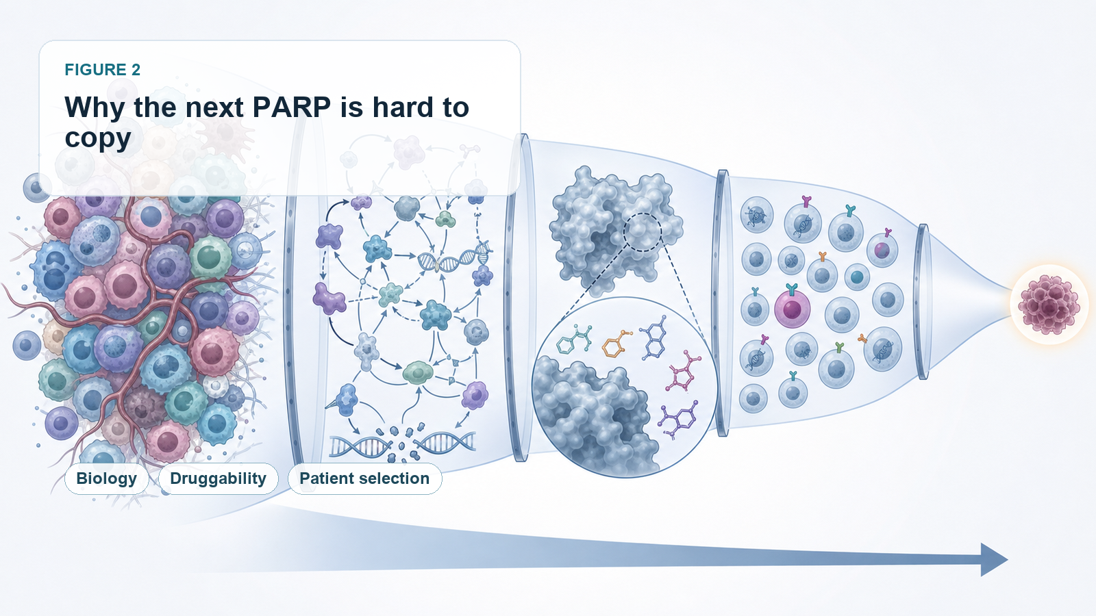 The next PARP is difficult because biology, druggability, and patient selection rarely align at once