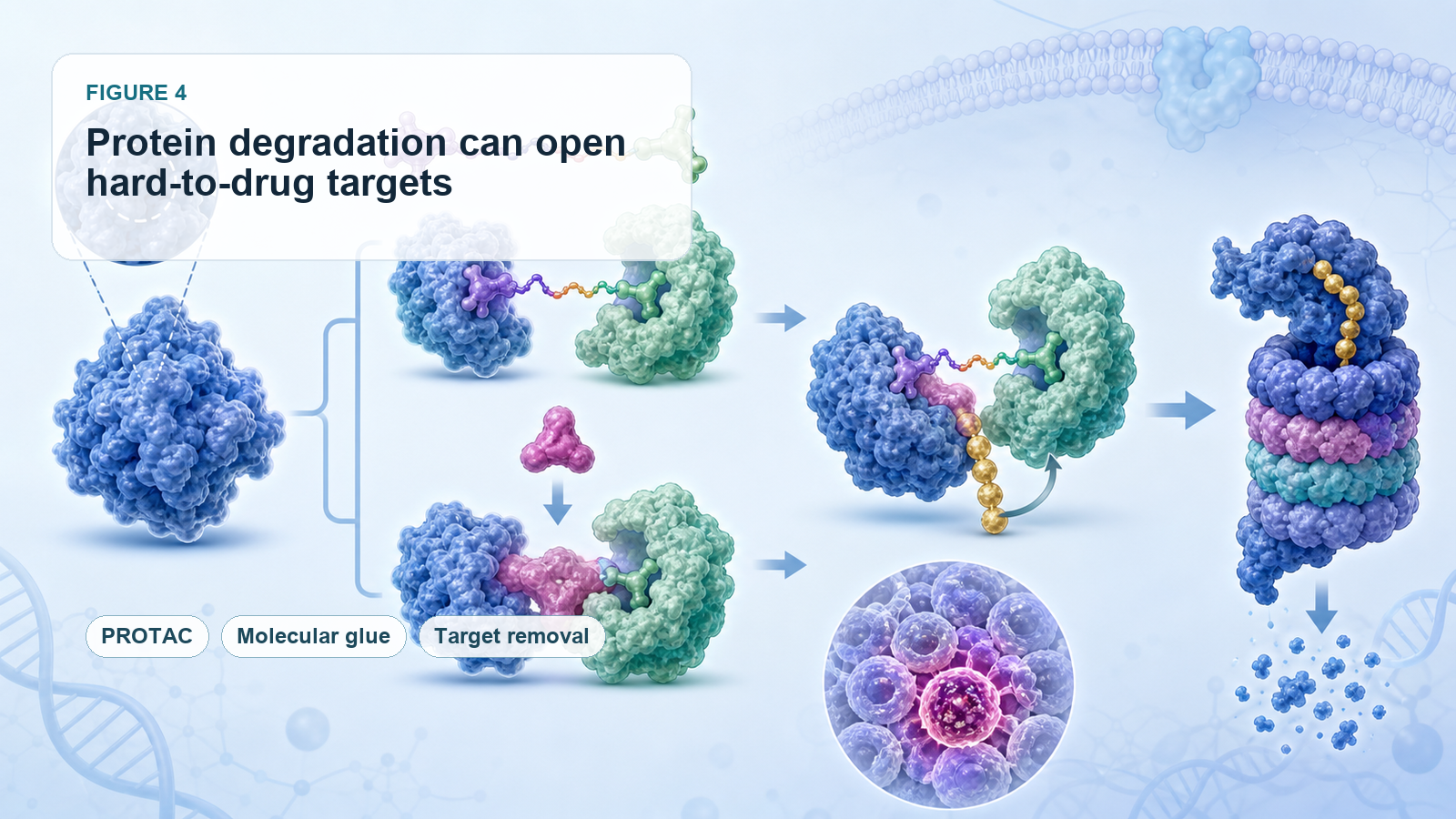 Protein degradation technologies can unlock targets that conventional inhibitors struggle to reach