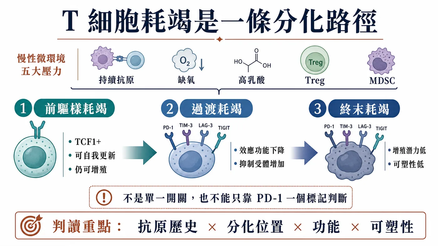 T 細胞耗竭從前驅樣、過渡到終末耗竭，是受到持續抗原與微環境壓力塑造的分化路徑