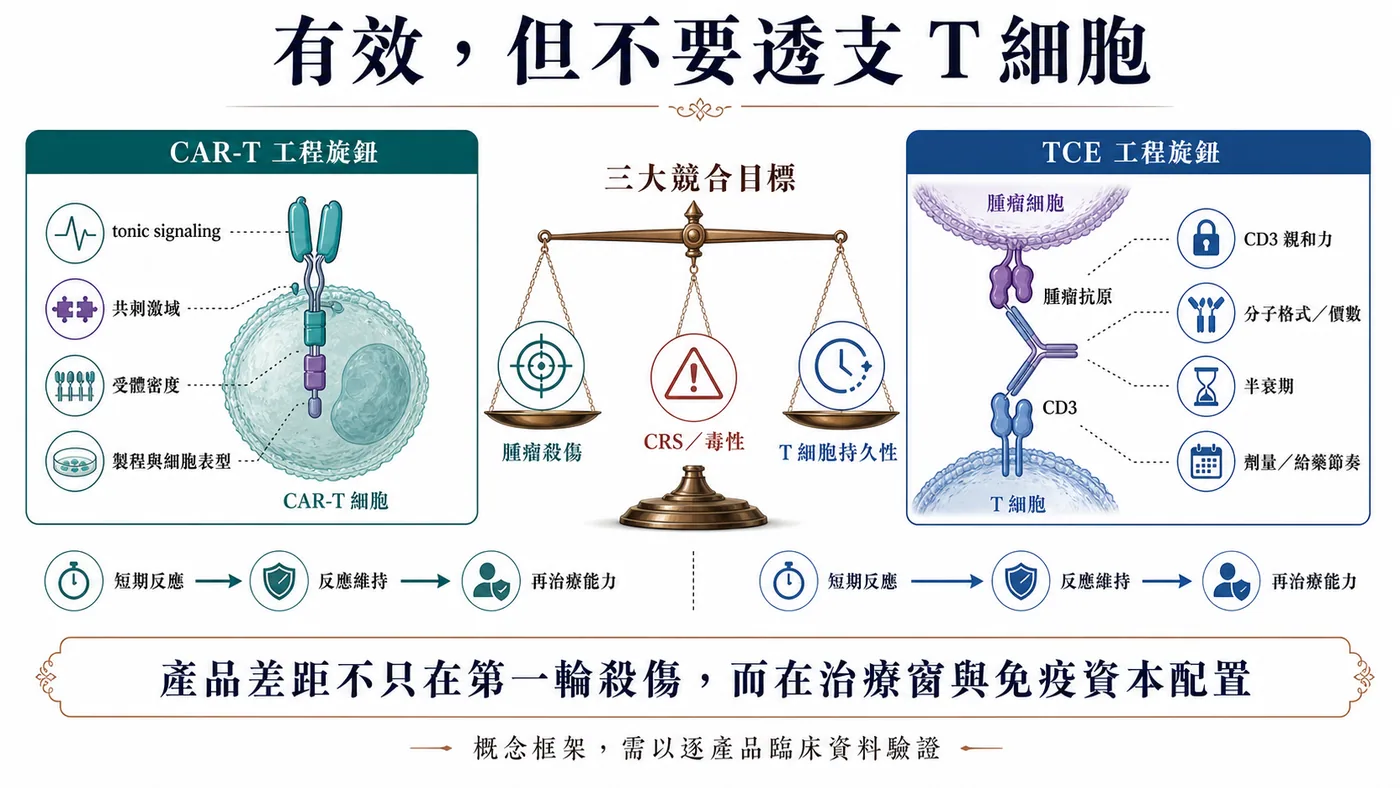 CAR-T 與 TCE 都必須在腫瘤殺傷、毒性與 T 細胞持久性之間找到產品自己的治療窗