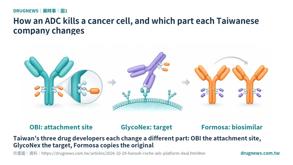 Fig. 1｜How an ADC kills a cancer cell, and which part each Taiwanese company changes