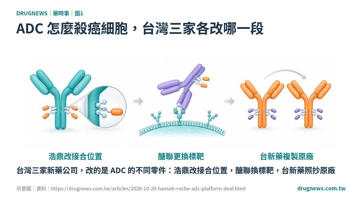 圖1｜ADC 怎麼殺癌細胞，台灣三家各改哪一段