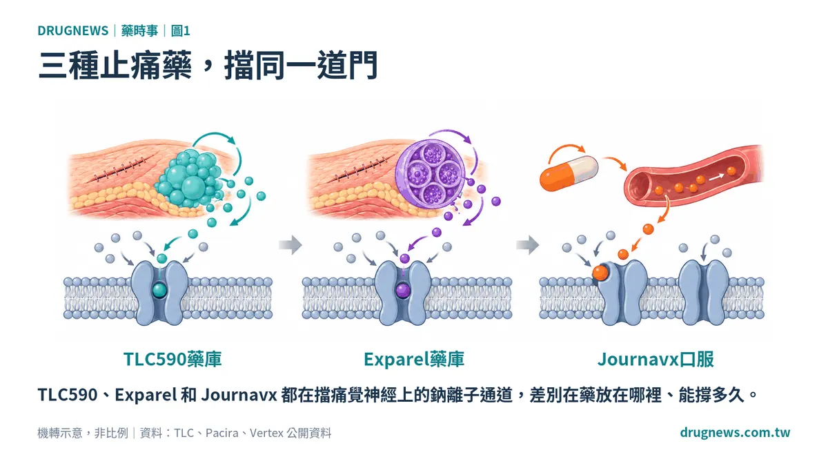 圖1|三種止痛藥,擋同一道門