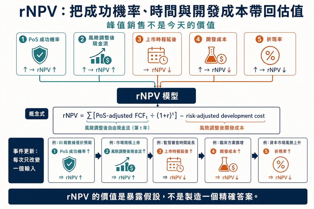 生技 rNPV:成功機率、風險調整現金流、上市時程、開發成本與折現率的估值圖解